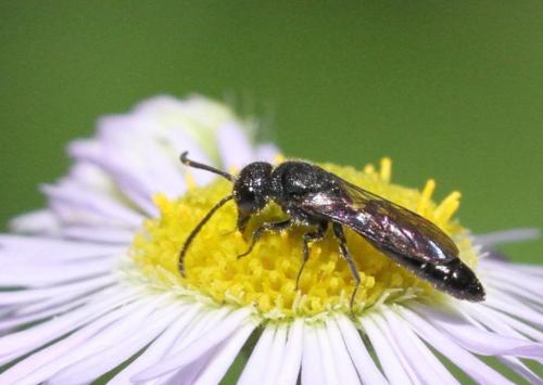 Réf. 185 346 : Sapygina decemguttata